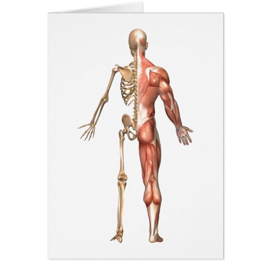 The Human Skeleton And Muscular System, Back Cards (Front)