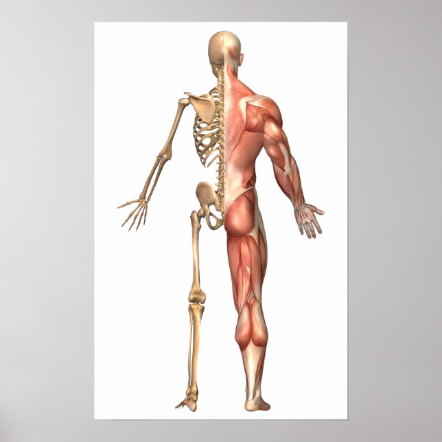 The Human Skeleton And Muscular System, Back Poster (Front)