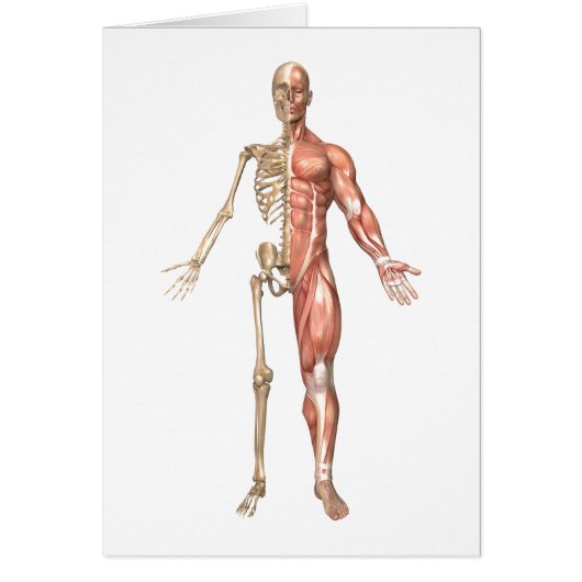 The Human Skeleton And Muscular System, Front Cards (Front)