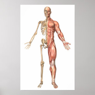 Female muscular system, back view Poster Print (21 x 36) 