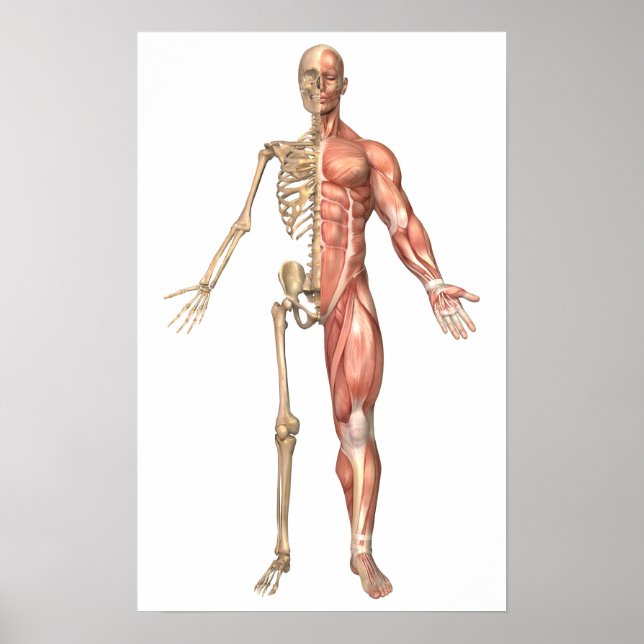 The Human Skeleton And Muscular System, Front Poster (Front)