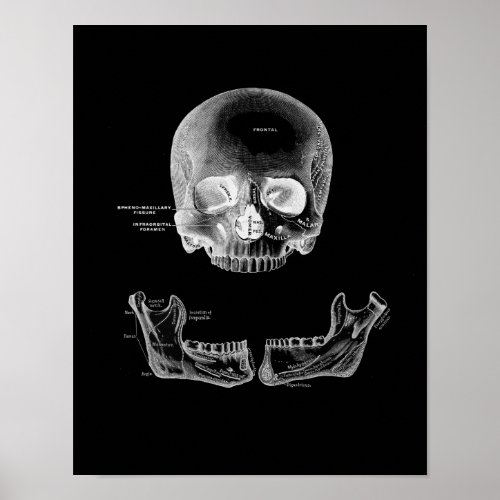 The Human Skull and Jaw Anatomy Print