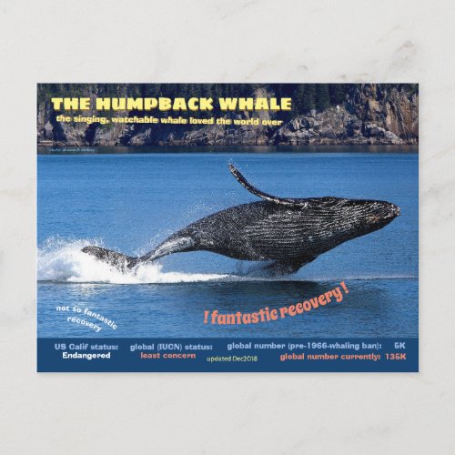 The Humpback Whale endangered postcard Holiday Postcard