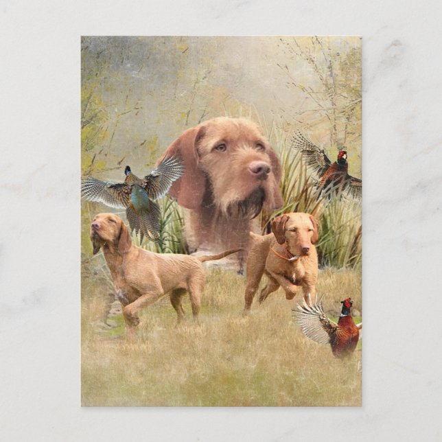 The Hungarian Wirehaired Vizsla  Holiday Postcard (Front)