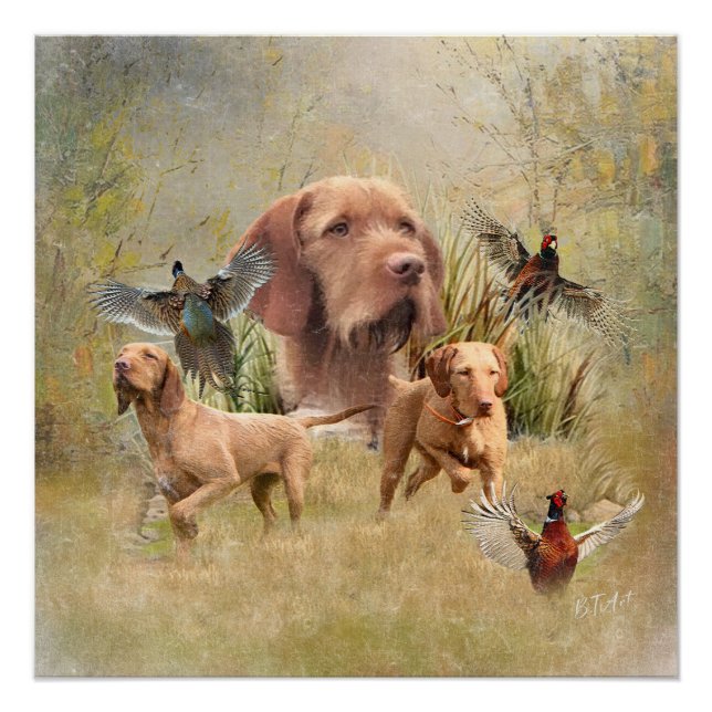 The Hungarian Wirehaired Vizsla  Poster (Front)