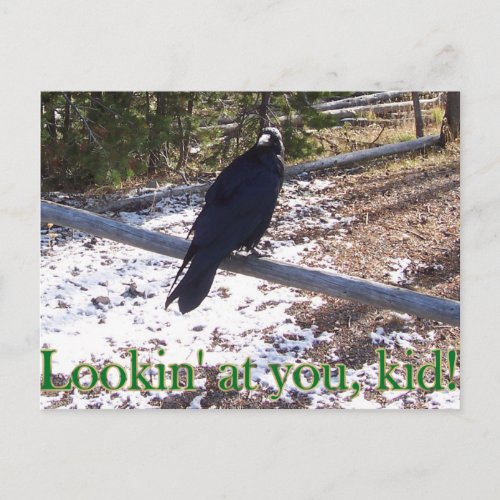 The Hungry Raven of Yellowstone Postcard