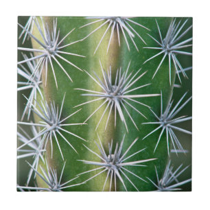 The Huntington Botanical Garden, Octopus Cactus Ceramic Tile
