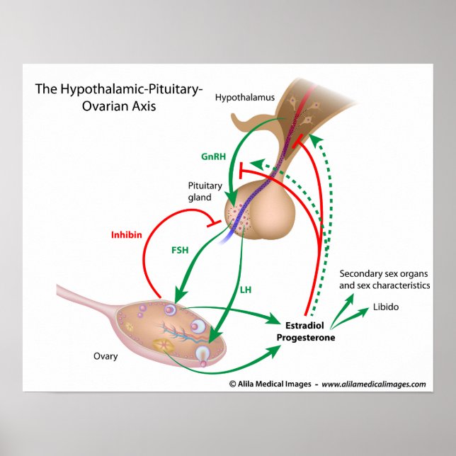 The hypothalamic pituitary ovarian axis, labeled poster (Front)