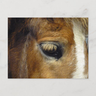 The Icelandic Horse - Iceland Postcard