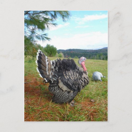 The Incredible Turkeys Postcard
