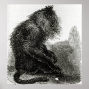 The Indian Waderoo Monkey Poster