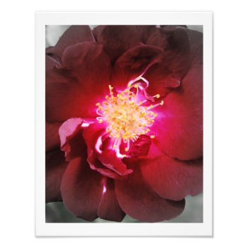 The Inner Fire - Red Rose Photography Photo Print by time2see at Zazzle
