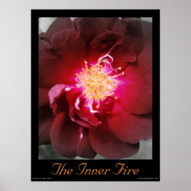 The Inner Fire - Red Rose Photography Poster (Front)