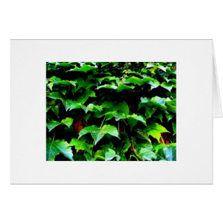 The Ivy. Wrigley Field Cards