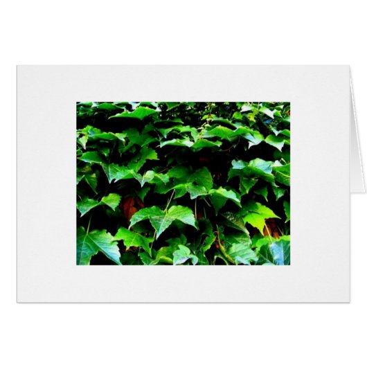 The Ivy. Wrigley Field Cards (Front Horizontal)
