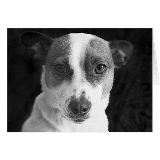 The Jack Russell Stare (Front Horizontal)