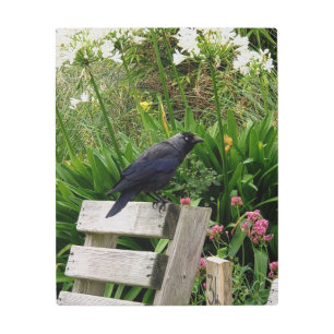 The jackdaw in the Garden Metal Print