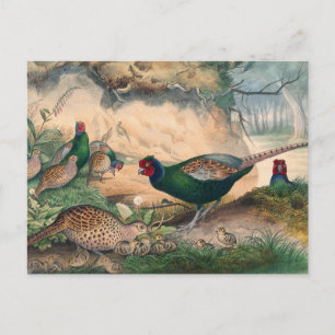 The Japan Pheasant by Joseph Wolf Postcard
