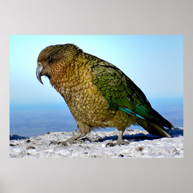 The Kea - New Zealand's Apline Parrot Poster (Front)