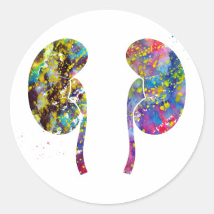The Kidneys anatomy Classic Round Sticker