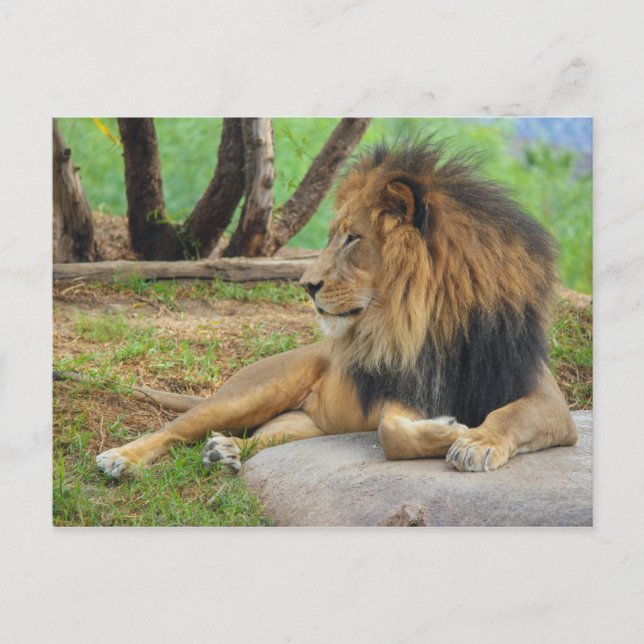 The King Postcard (Front)