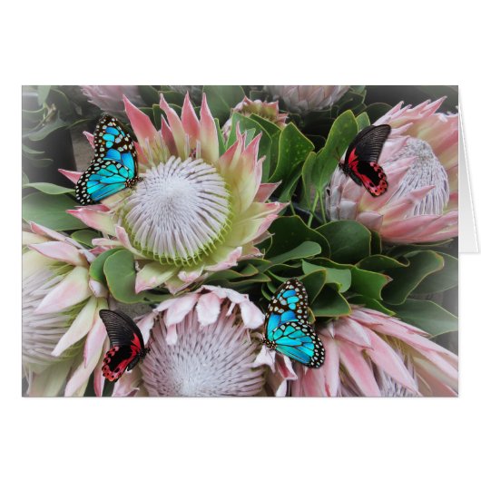 The King Protea Cards (Front Horizontal)