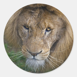 The King Sticker