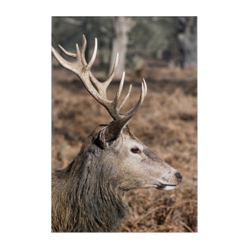 The Kings Deer of Richmond Park London UK Acrylic Print