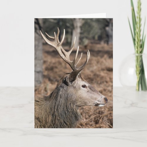 The Kings Deer of Richmond Park London UK Card