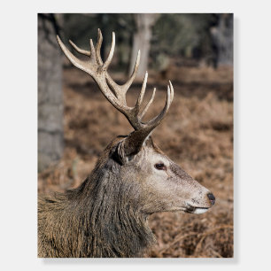 The King's Deer of Richmond Park, London, UK Foam Board