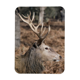 The King's Deer of Richmond Park, London, UK Magnet