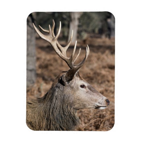 The Kings Deer of Richmond Park London UK Magnet