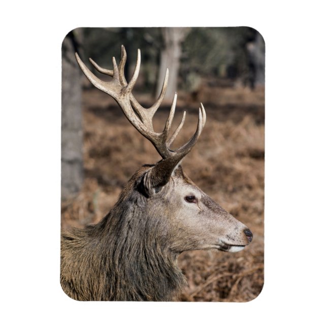 The King's Deer of Richmond Park, London, UK Magnet (Vertical)
