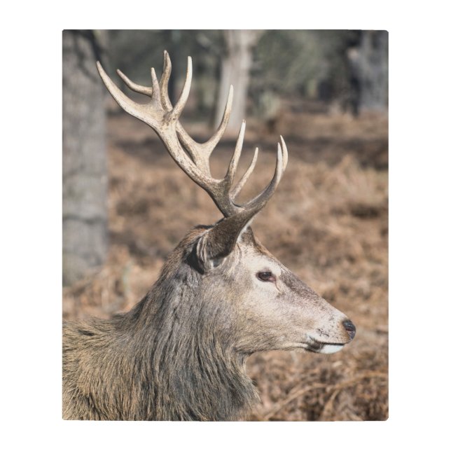 The King's Deer of Richmond Park, London, UK Metal Print (Front)