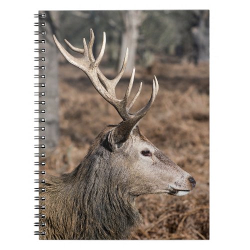 The Kings Deer of Richmond Park London UK Notebook
