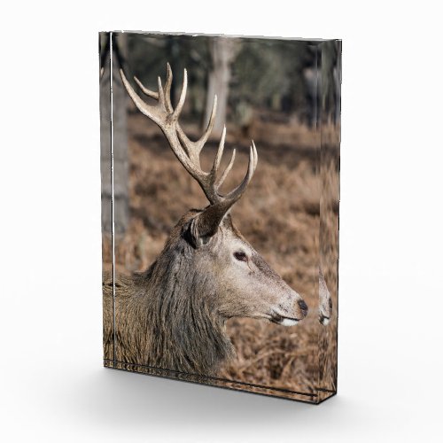The Kings Deer of Richmond Park London UK Photo Block
