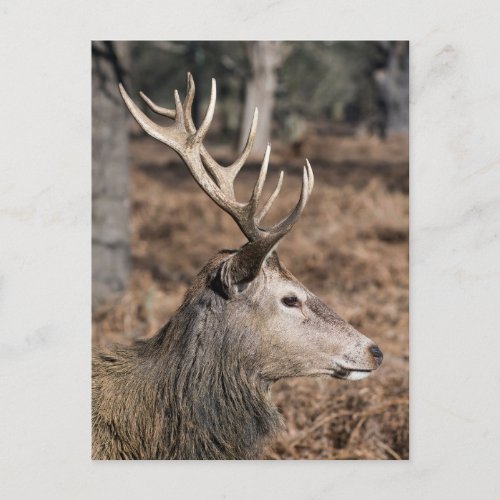 The Kings Deer of Richmond Park London UK Postcard