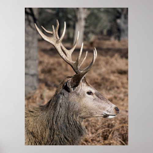 The Kings Deer of Richmond Park London UK Poster