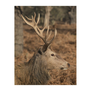 The King's Deer of Richmond Park, London, UK Wood Wall Art