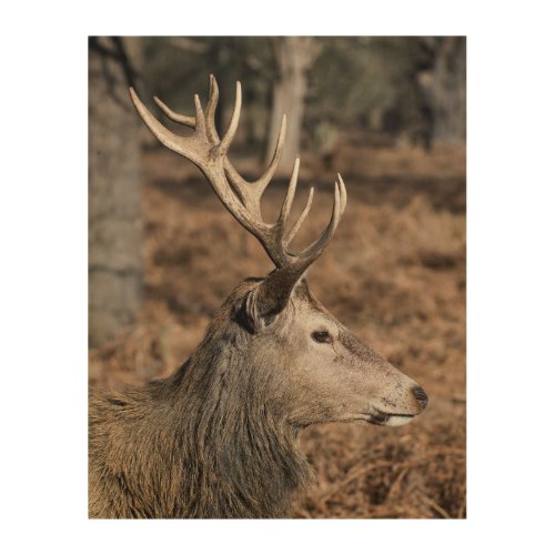 The Kings Deer of Richmond Park London UK Wood Wall Art