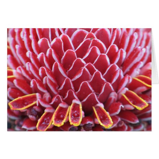 The Kings' Torch Ginger Cards (Front Horizontal)