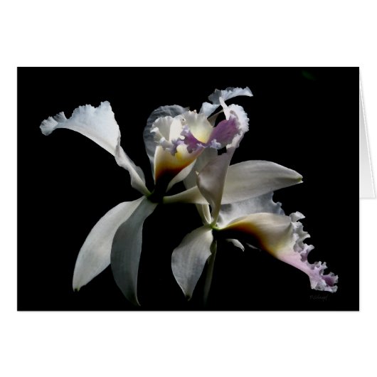 THE KISS (Front Horizontal)