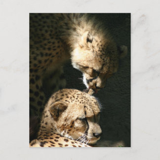 The Kiss Postcard