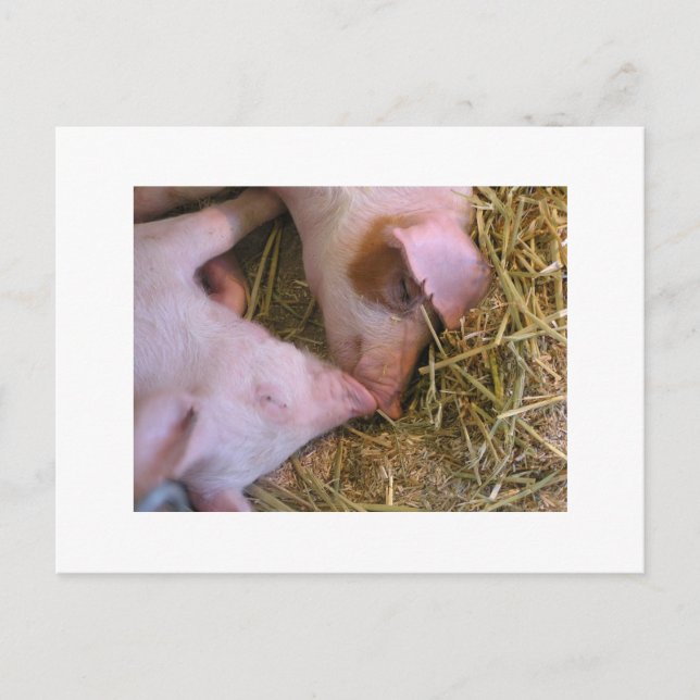 The kiss postcard (Front)