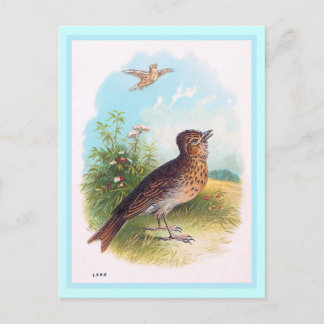 "The Lark" Vintage Illustration Postcard