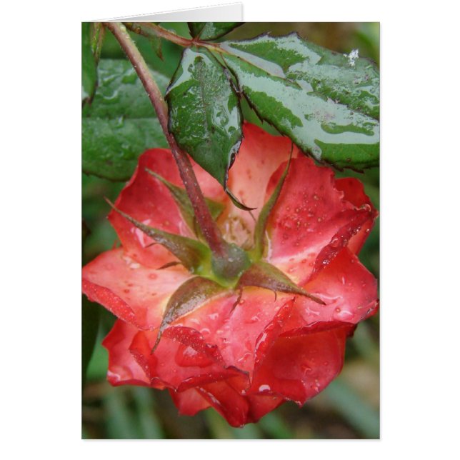 The Last Rose Cards (Front)