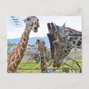 The Latest News is Postcard