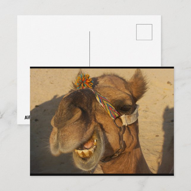 The Laughing Camel Postcard (Front/Back)