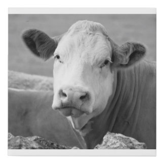 The laughing cow faux canvas print