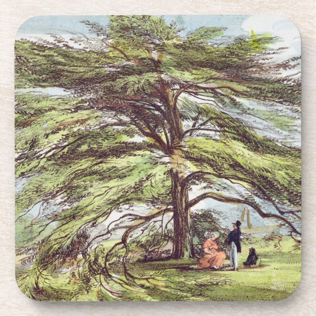 The Lebanon Cedar Tree in the Arboretum, Kew Garde Beverage Coaster (Front)